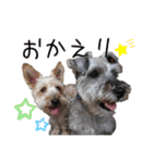 うちのWANCOちゃんs（個別スタンプ：8）