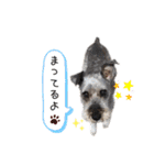 うちのWANCOちゃんs（個別スタンプ：15）