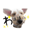 うちのWANCOちゃんs（個別スタンプ：20）