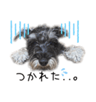 うちのWANCOちゃんs（個別スタンプ：24）