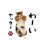 三毛猫とキジトラ（個別スタンプ：1）