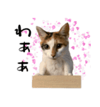 三毛猫とキジトラ（個別スタンプ：2）