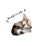 三毛猫とキジトラ（個別スタンプ：5）