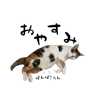 三毛猫とキジトラ（個別スタンプ：6）
