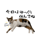 三毛猫とキジトラ（個別スタンプ：8）