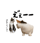三毛猫とキジトラ（個別スタンプ：10）