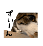三毛猫とキジトラ（個別スタンプ：12）