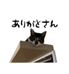 三毛猫とキジトラ（個別スタンプ：13）