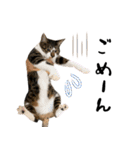 三毛猫とキジトラ（個別スタンプ：14）