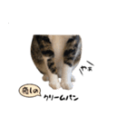 三毛猫とキジトラ（個別スタンプ：16）