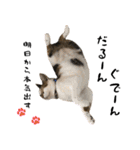 三毛猫とキジトラ（個別スタンプ：18）