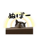 三毛猫とキジトラ（個別スタンプ：19）
