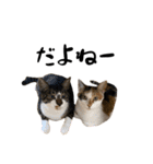 三毛猫とキジトラ（個別スタンプ：20）