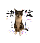 三毛猫とキジトラ（個別スタンプ：21）