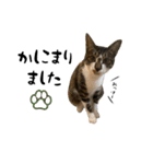 三毛猫とキジトラ（個別スタンプ：22）