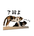 三毛猫とキジトラ（個別スタンプ：23）