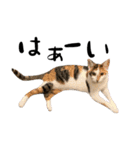 三毛猫とキジトラ（個別スタンプ：24）