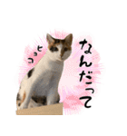 三毛猫とキジトラ（個別スタンプ：25）