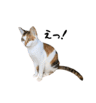 三毛猫とキジトラ（個別スタンプ：26）