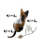 三毛猫とキジトラ（個別スタンプ：28）