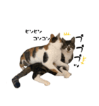 三毛猫とキジトラ（個別スタンプ：29）