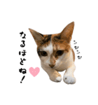 三毛猫とキジトラ（個別スタンプ：31）