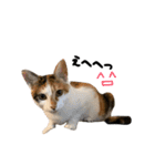三毛猫とキジトラ（個別スタンプ：32）