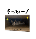 三毛猫とキジトラ（個別スタンプ：33）