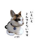三毛猫とキジトラ（個別スタンプ：34）