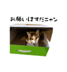 三毛猫とキジトラ（個別スタンプ：36）