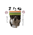 三毛猫とキジトラ（個別スタンプ：37）