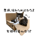 三毛猫とキジトラ（個別スタンプ：38）