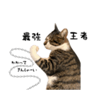 三毛猫とキジトラ（個別スタンプ：39）