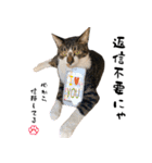 三毛猫とキジトラ（個別スタンプ：40）