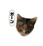 さくBOY（個別スタンプ：13）