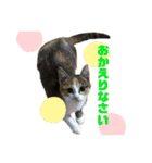 さくBOY（個別スタンプ：17）