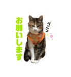 さくBOY（個別スタンプ：18）