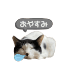 チャッピーもんちゃんみーちゃん（個別スタンプ：2）