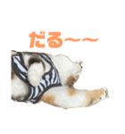 チャッピーもんちゃんみーちゃん（個別スタンプ：4）