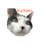 チャッピーもんちゃんみーちゃん（個別スタンプ：7）