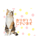 チャッピーもんちゃんみーちゃん（個別スタンプ：8）