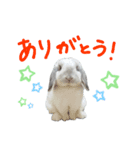 うさぎのはな  日常スタンプ2（個別スタンプ：1）