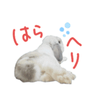 うさぎのはな  日常スタンプ2（個別スタンプ：2）