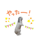 うさぎのはな  日常スタンプ2（個別スタンプ：7）