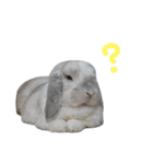 うさぎのはな  日常スタンプ2（個別スタンプ：9）