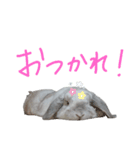 うさぎのはな  日常スタンプ2（個別スタンプ：11）