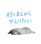 うさぎのはな  日常スタンプ2（個別スタンプ：12）