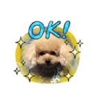 お犬様のつぶやき（個別スタンプ：2）