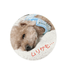 お犬様のつぶやき（個別スタンプ：4）
