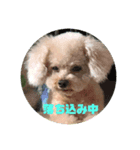 お犬様のつぶやき（個別スタンプ：5）